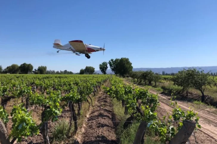 Creció 19% la inversión en fondos para combatir a la polilla de la vid