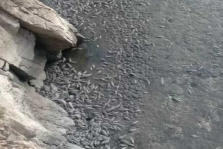 Estudian cómo reparar la fuga de agua del dique donde murieron miles de peces