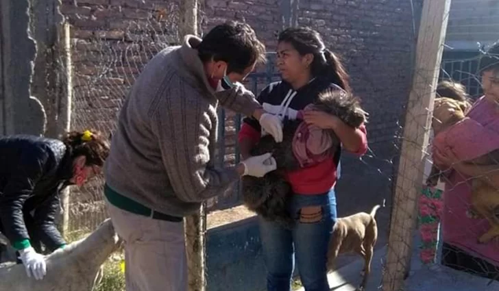 En Rawson saldrán a vacunar perros y gatos gratis y a domicilio contra la rabia En Rawson saldrán a vacunar perros y gatos gratis y a domicilio contra la rabia