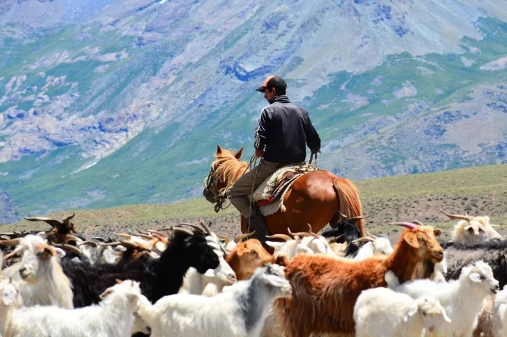 Para cuidar los valles cordilleranos por tercera temporada no habrá veranadas