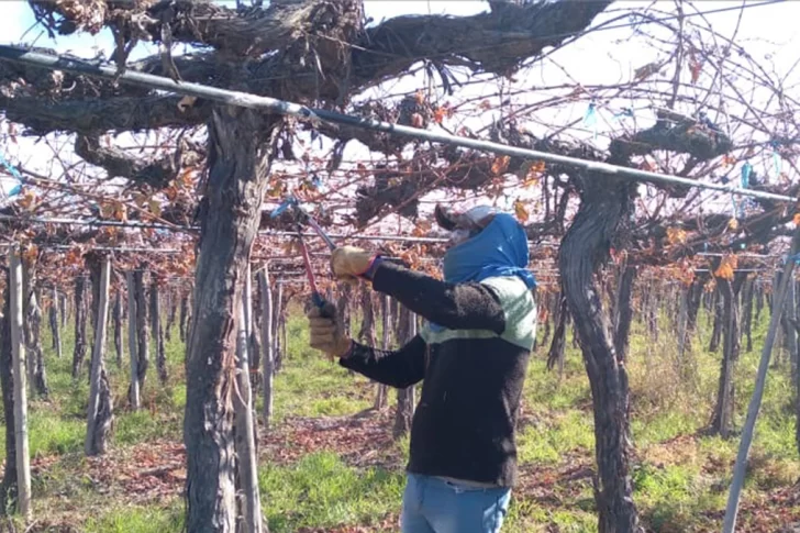 La poda de viñedos empezó casi tres semanas más tarde por falta de fríos