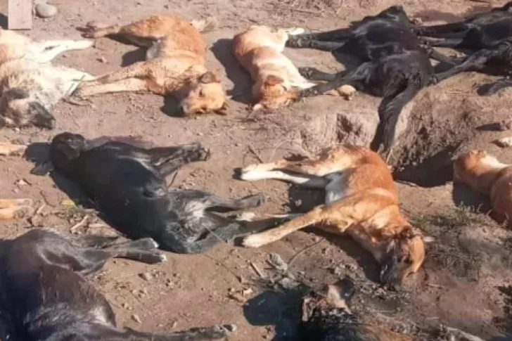 Revuelo por el hallazgo de unos 20 perros muertos en un campo en Ullum