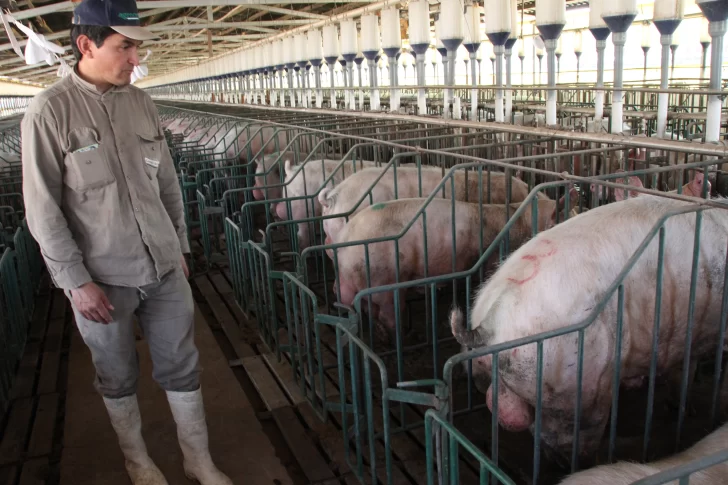 Buscan posicionar a San Juan como una proveedora de cerdos para China