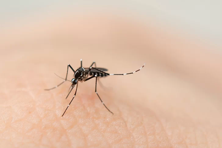 Alerta por una explosión de casos de dengue en Brasil