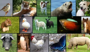 Datos curiosos sobre el mundo animal Datos curiosos sobre el mundo animal