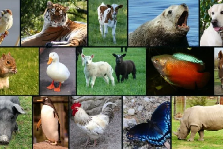 Datos curiosos sobre el mundo animal