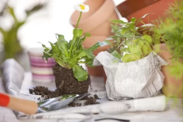 Apuesta al jardín reciclado