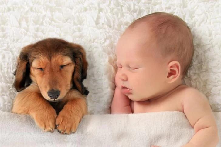 Tips para preparar a tu perro ante la llegada de un bebé