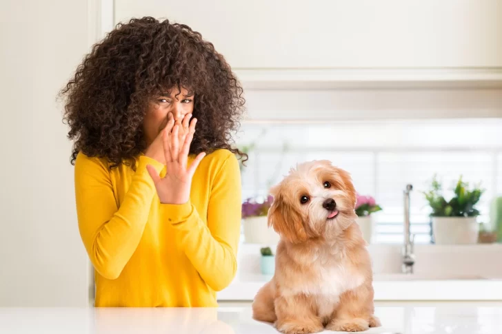 Mascotas: Claves para eliminar los malos olores de la casa