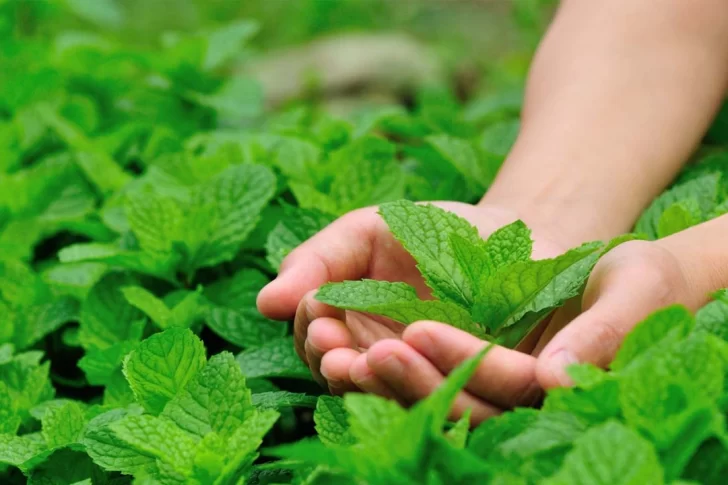 Los múltiples beneficios y usos de la menta
