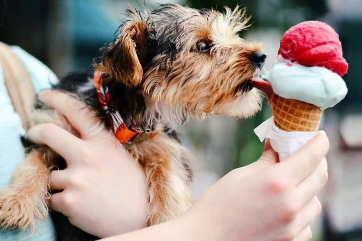 Nunca le des estos alimentos a tus perros