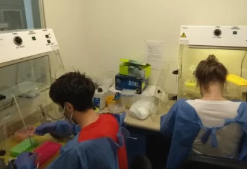Detectaron el primer caso de la cepa británica de coronavirus en la Argentina