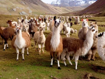¿Las llamas y alpacas tienen los anticuerpos contra el coronavirus? ¿Las llamas y alpacas tienen los anticuerpos contra el coronavirus?