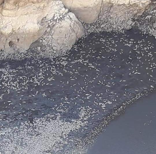 Desde Ambiente aseguran que la mortandad de peces en Jáchal era inevitable Desde Ambiente aseguran que la mortandad de peces en Jáchal era inevitable