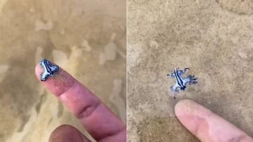 Jugó con una criatura marina sin saber que podría haber muerto si lo picaba Jugó con una criatura marina sin saber que podría haber muerto si lo picaba