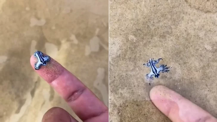 Jugó con una criatura marina sin saber que podría haber muerto si lo picaba Jugó con una criatura marina sin saber que podría haber muerto si lo picaba