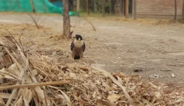 Encontraron un halcón en plena villa cabecera de Ullum Encontraron un halcón en plena villa cabecera de Ullum
