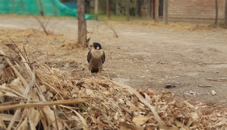 Encontraron un halcón en plena villa cabecera de Ullum Encontraron un halcón en plena villa cabecera de Ullum
