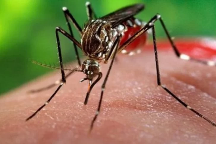 Todo lo que tenés que saber sobre la vacuna de la fiebre amarilla