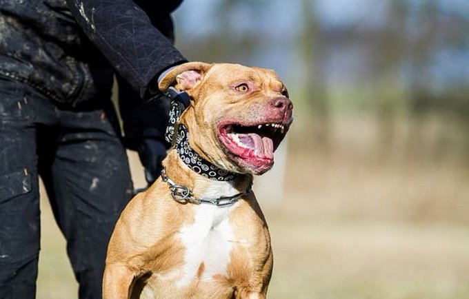 Un pitbull mató a su amo porque el hombre le pegaba Un pitbull mató a su amo porque el hombre le pegaba