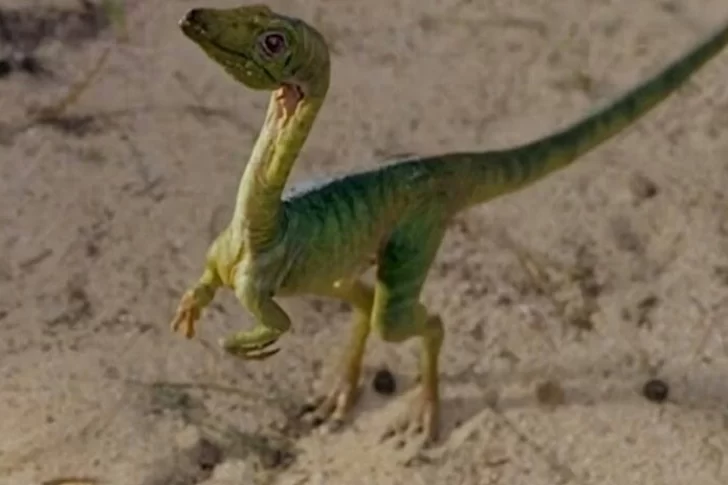 [VIDEO] Cree haber filmado un dinosaurio bebé corriendo en el jardín de su casa