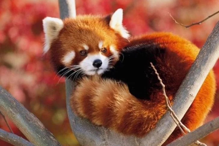 Hoy es el día internacional del Panda Rojo, un animal poco conocido y en peligro de extinción