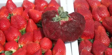 Una frutilla logró entrar el Récord Guinness tras pesar 290 gramos Una frutilla logró entrar el Récord Guinness tras pesar 290 gramos