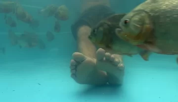 Se metió a una pileta con pirañas y se hizo viral