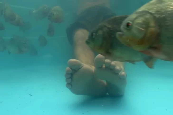 Se metió a una pileta con pirañas y se hizo viral