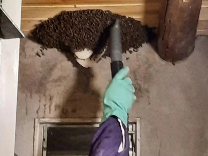 Con una aspiradora, un apicultor sacó un enjambre del baño de un domicilio Con una aspiradora, un apicultor sacó un enjambre del baño de un domicilio
