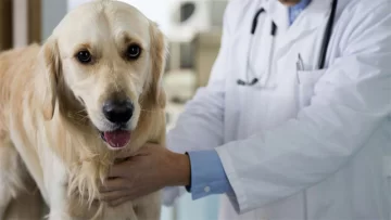 El calendario de mayo para la esterilización de animales El calendario de mayo para la esterilización de animales