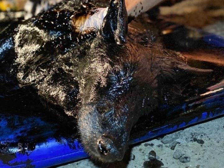 La increíble recuperación de la perra rescatada de un pozo con brea La increíble recuperación de la perra rescatada de un pozo con brea