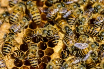 Un enjambre de abejas atacó a 32 personas y ocho niños terminaron hospitalizados Un enjambre de abejas atacó a 32 personas y ocho niños terminaron hospitalizados