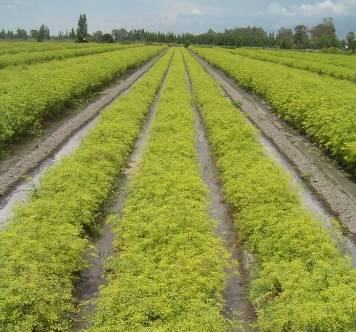 Excelencia en semillas Excelencia en semillas