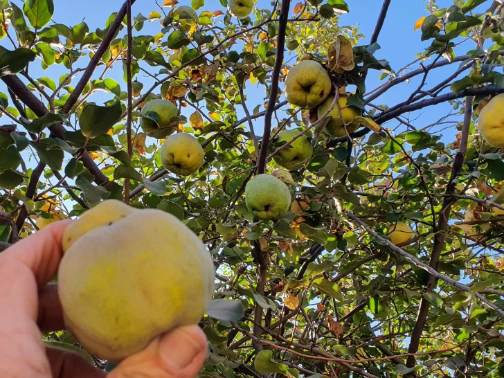 Cosecha de membrillo Cosecha de membrillo