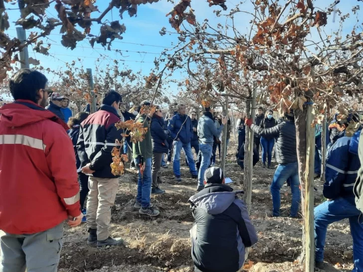 Capacitan a productores en Viticultura