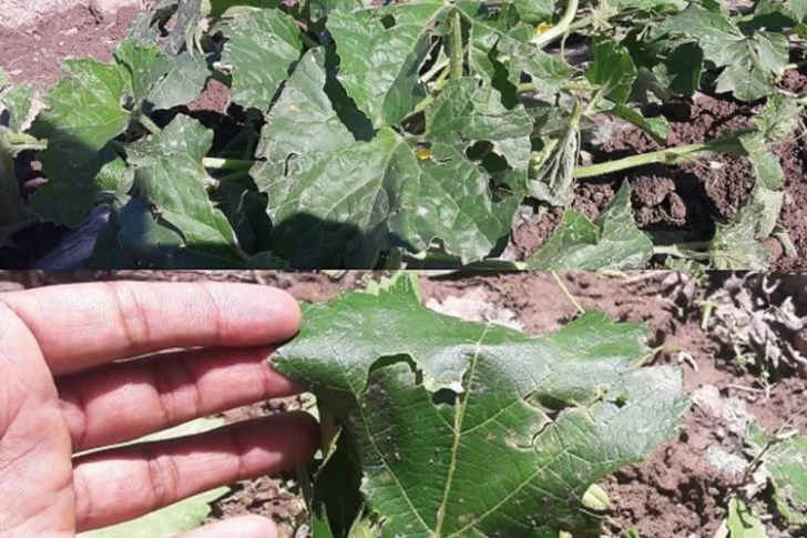 El Gobierno brindará un seguro a productores afectados por la última granizada