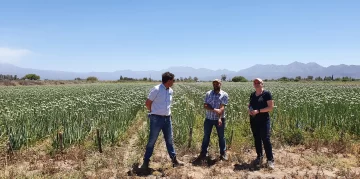 Inspecciones, auditorías y labores de plena temporada Inspecciones, auditorías y labores de plena temporada