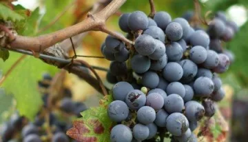 San Juan es la provincia con mayor diversificación en vides San Juan es la provincia con mayor diversificación en vides