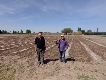 Por el mejor pronóstico hídrico aumentó la superficie de melón Por el mejor pronóstico hídrico aumentó la superficie de melón