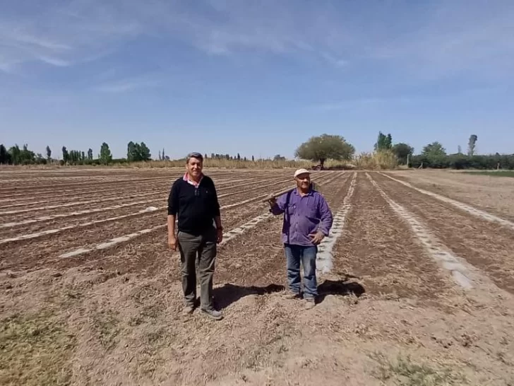 Por el mejor pronóstico hídrico aumentó la superficie de melón Por el mejor pronóstico hídrico aumentó la superficie de melón