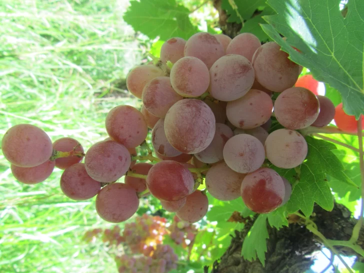 Nada se pierde, todo se transforma en la economía circular sanjuanina Nada se pierde, todo se transforma en la economía circular sanjuanina