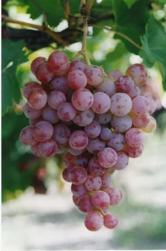 Malbec: menos kilos de uvas para cumplir con una demanda creciente