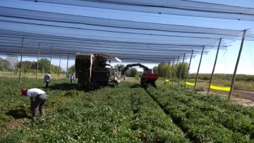 Novedades en tomate fábrica Novedades en tomate fábrica