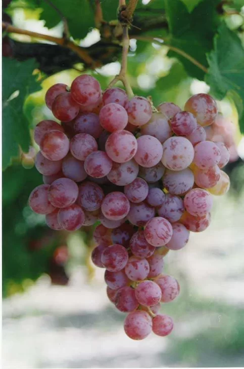 Malbec: menos kilos de uvas para cumplir con una demanda creciente