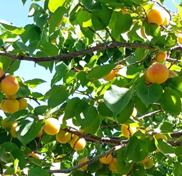 Cosechan damascos en las cálidas tierras albardoneras Cosechan damascos en las cálidas tierras albardoneras