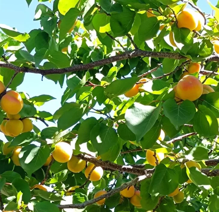Cosechan damascos en las cálidas tierras albardoneras Cosechan damascos en las cálidas tierras albardoneras