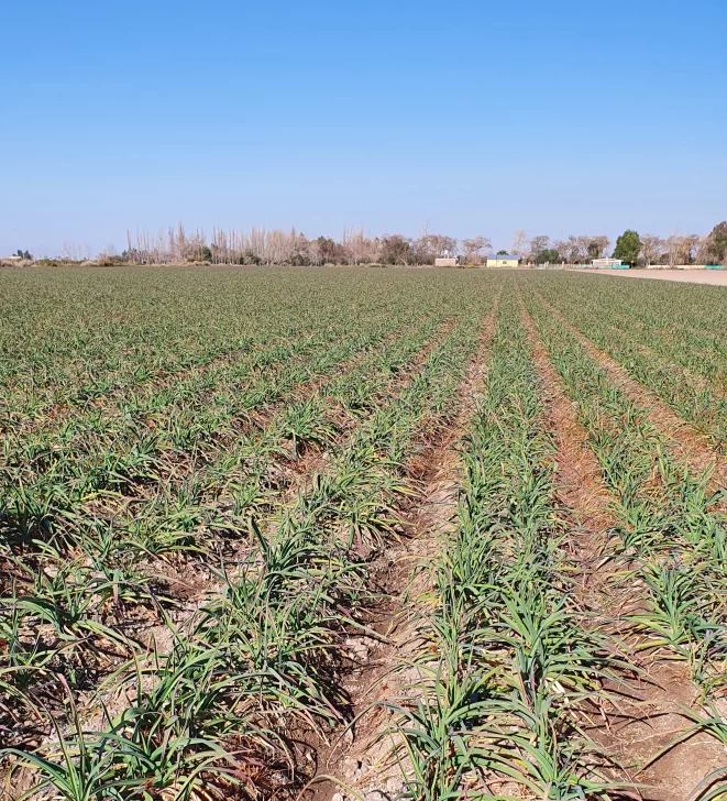 Fertilizantes de Satus Argentina para cultivos de ajos de estación Fertilizantes de Satus Argentina para cultivos de ajos de estación