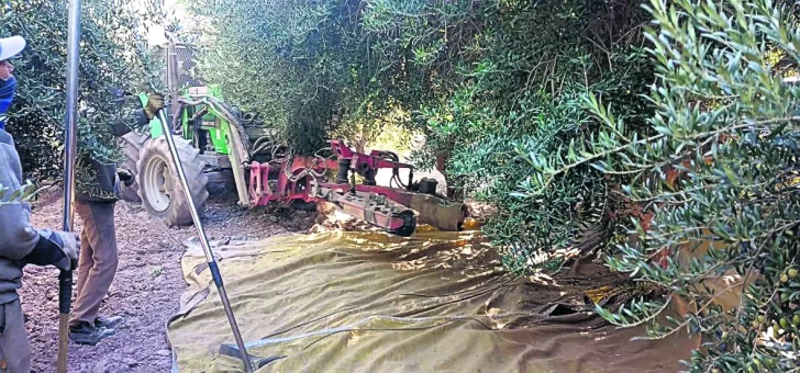 Cosecha media-baja, poca agua, buenos precios y costos en alza Cosecha media-baja, poca agua, buenos precios y costos en alza