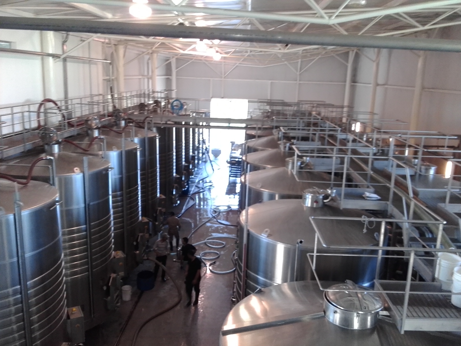 Buscan remediar suelos con plomo mediante una planta ornamental